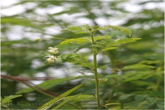 Desmanthus virgatus